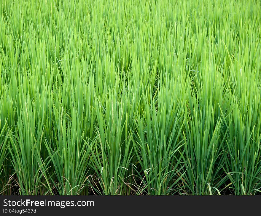 Traditional Thai style rice growth