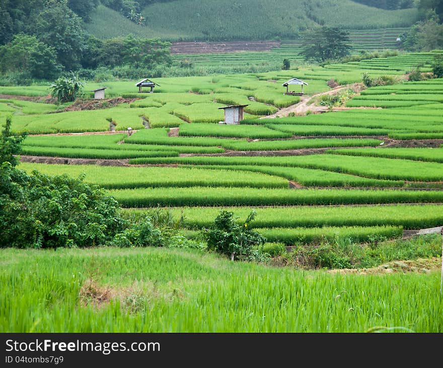 Traditional Thai style rice growth. Traditional Thai style rice growth