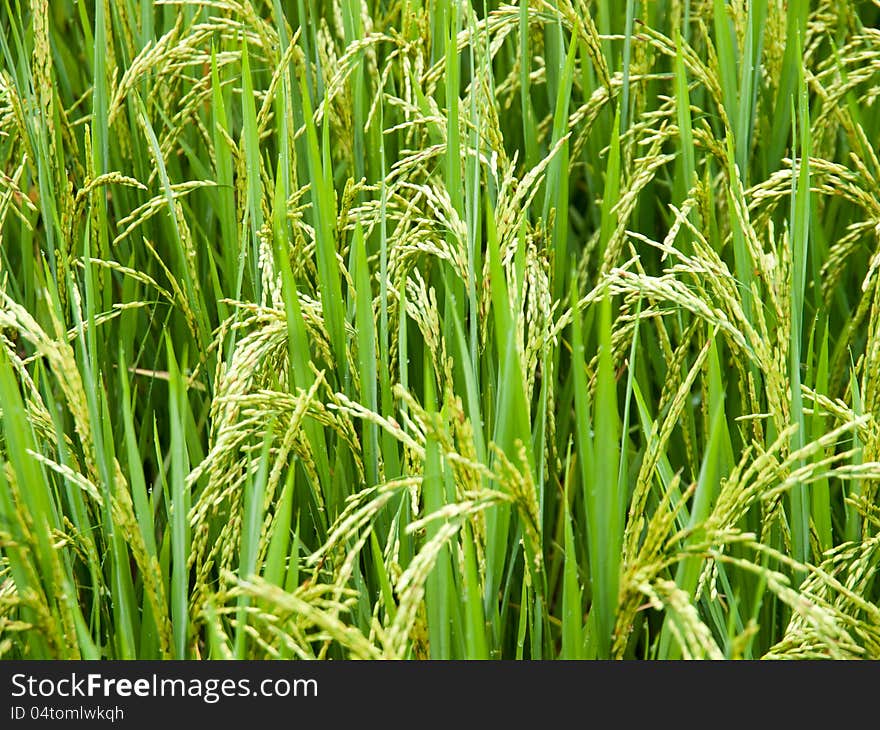 Traditional Thai style rice growth. Traditional Thai style rice growth