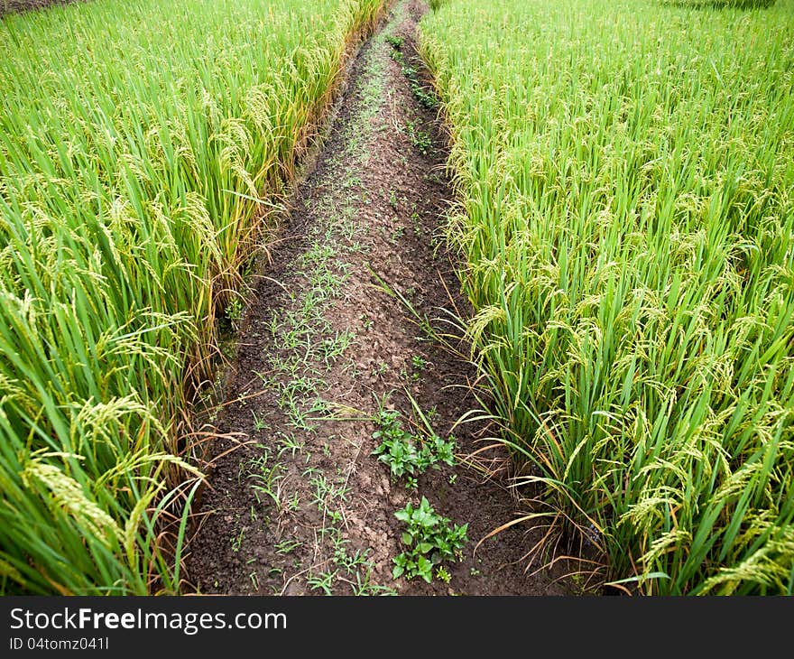 Traditional Thai style rice growth. Traditional Thai style rice growth