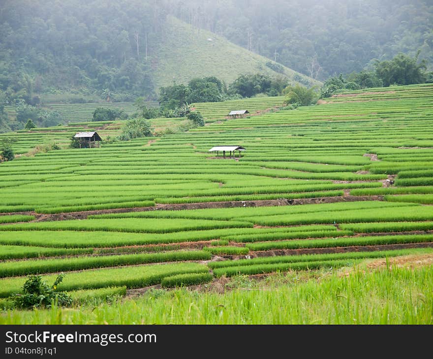 Traditional Thai style rice growth. Traditional Thai style rice growth