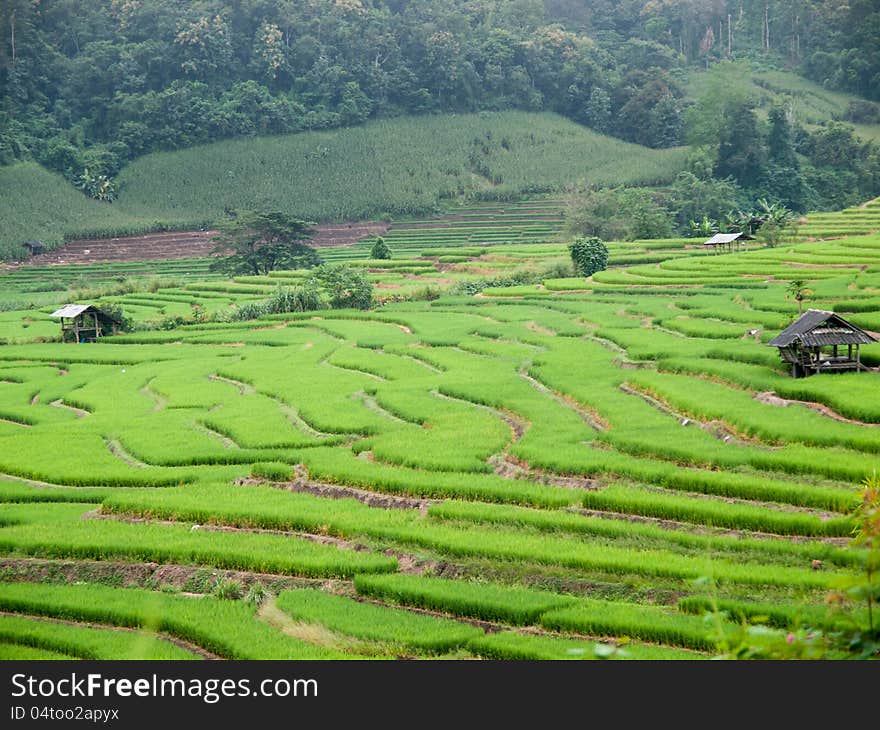 Traditional Thai style rice growth. Traditional Thai style rice growth