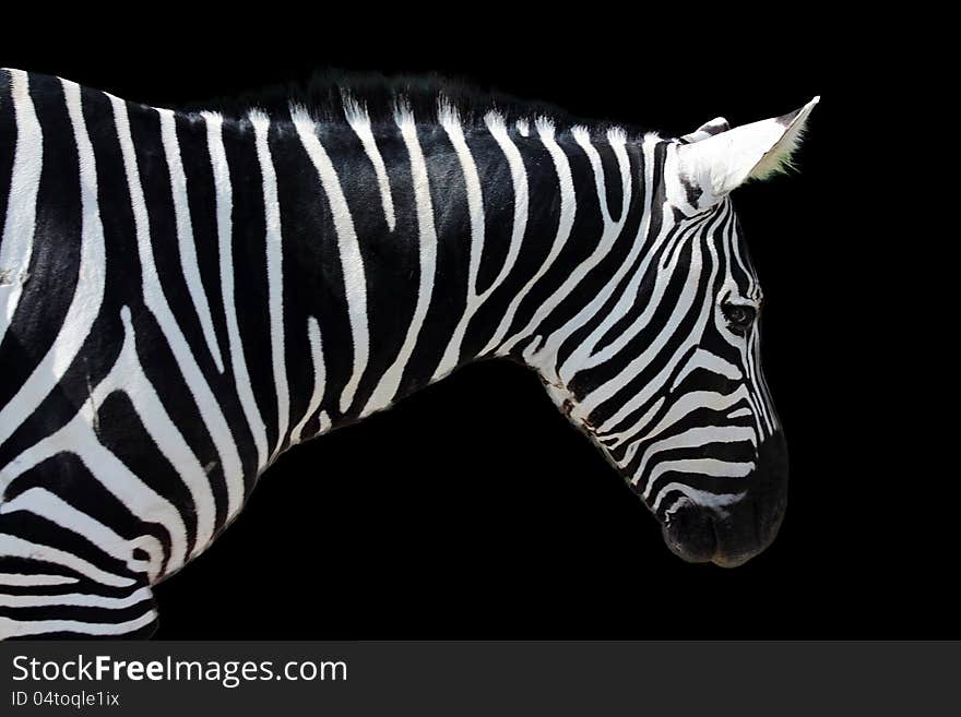 Zebra