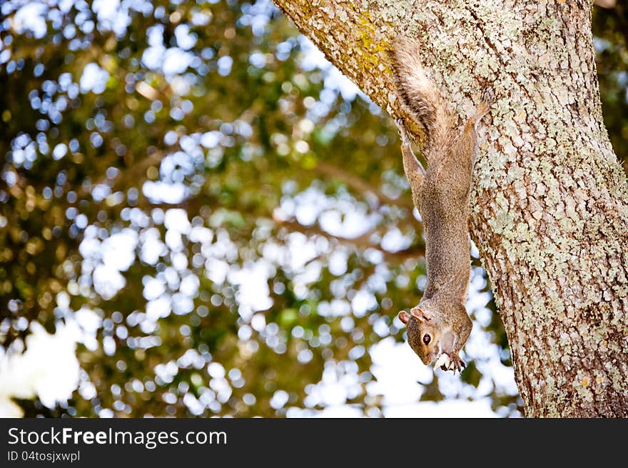 A gray squirrel (sciurus carolinensis) eating in a oak tree.