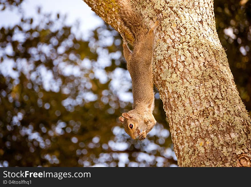 Close up of gray squirrel (sciurus carolinensis) eating in a oak tree. Close up of gray squirrel (sciurus carolinensis) eating in a oak tree.