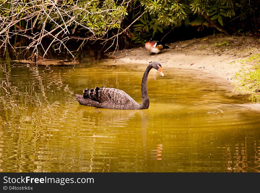 Black swan (Cygnus-atratus) in a pond.