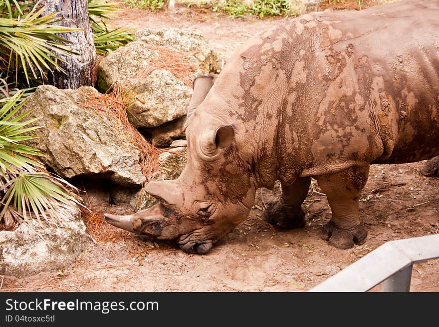 A white rhinoceros (Ceratotheruim simum). A white rhinoceros (Ceratotheruim simum).