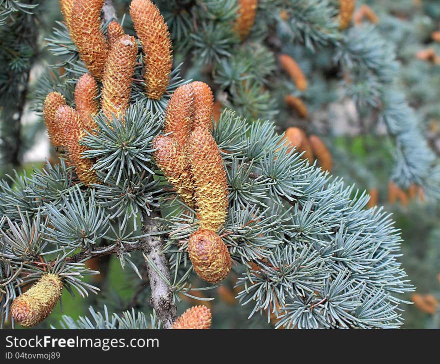 Flowering coniferous tree close up