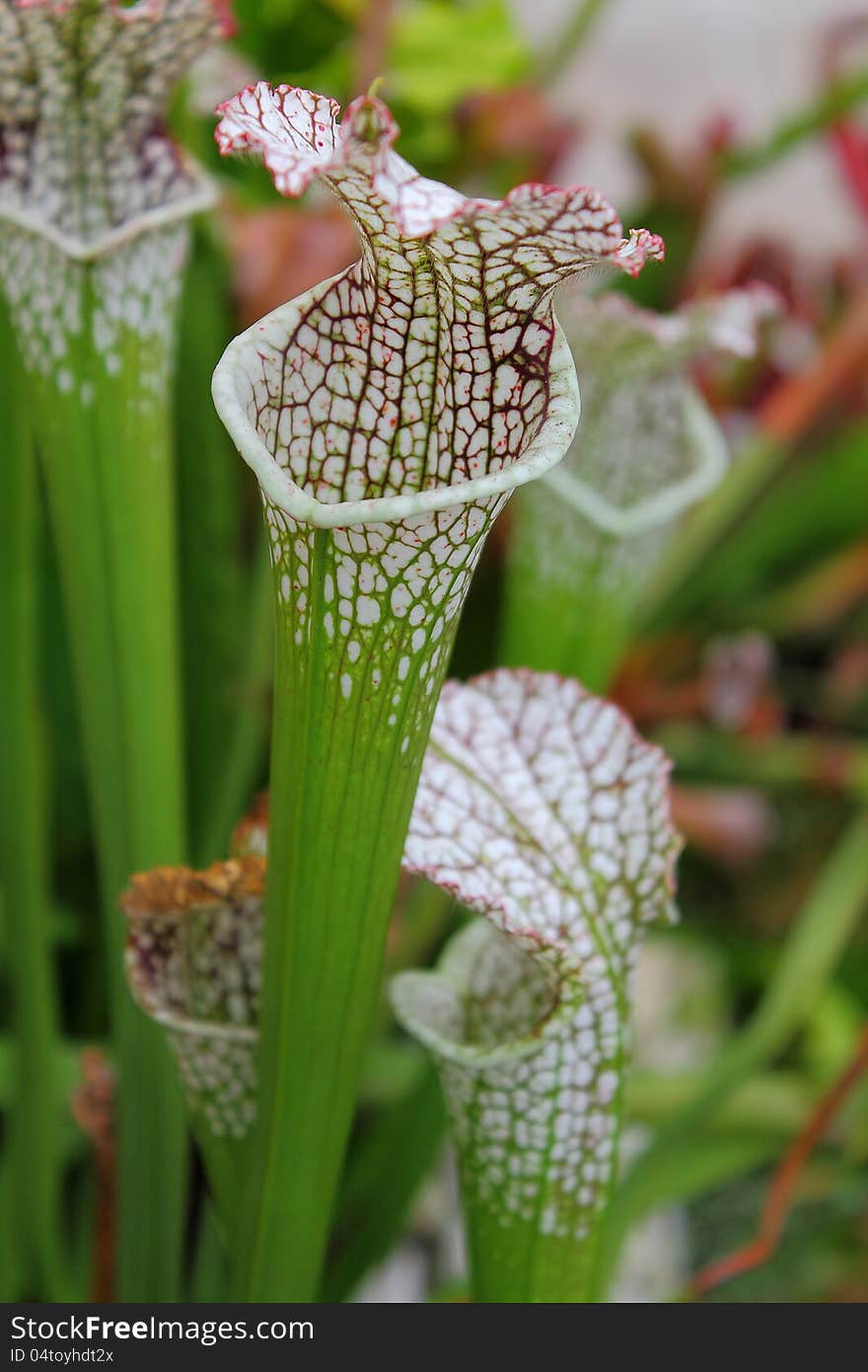 Carnivorous Plant close up