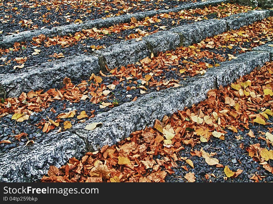 Fallen Leaves