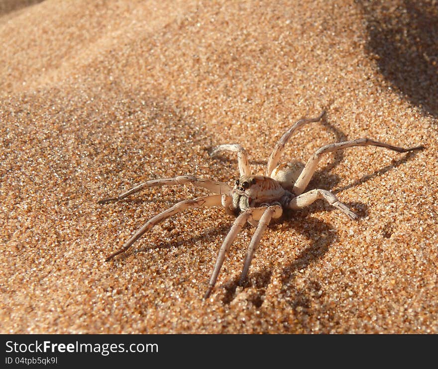 The macro photo of the spider.