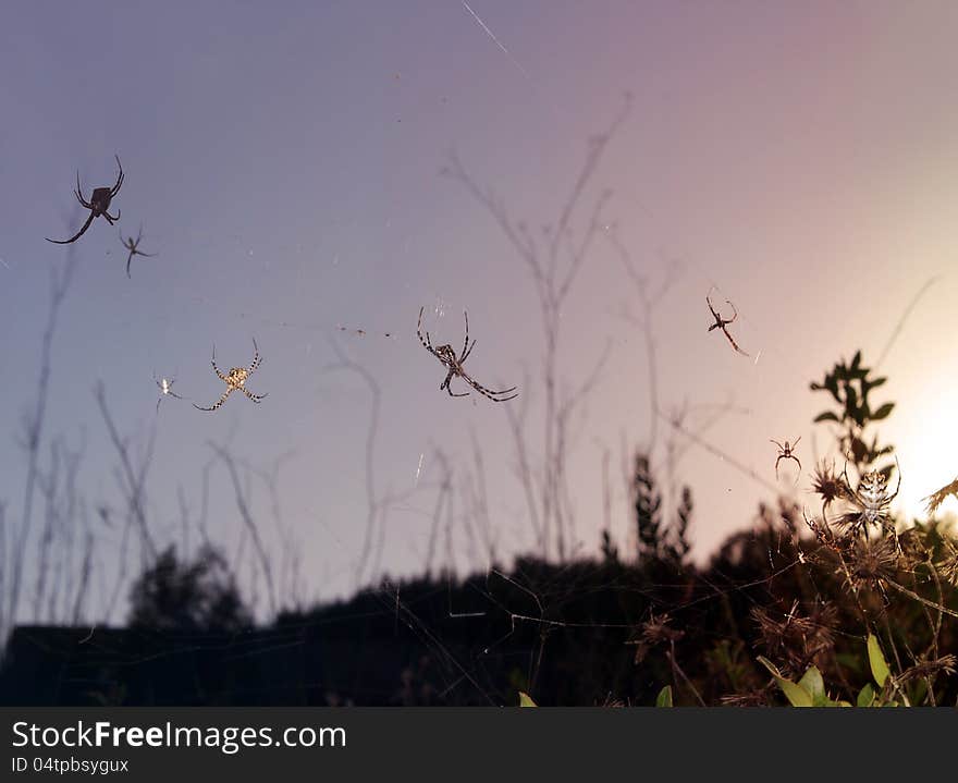 Group of spiders at the sunset froze waiting for prey