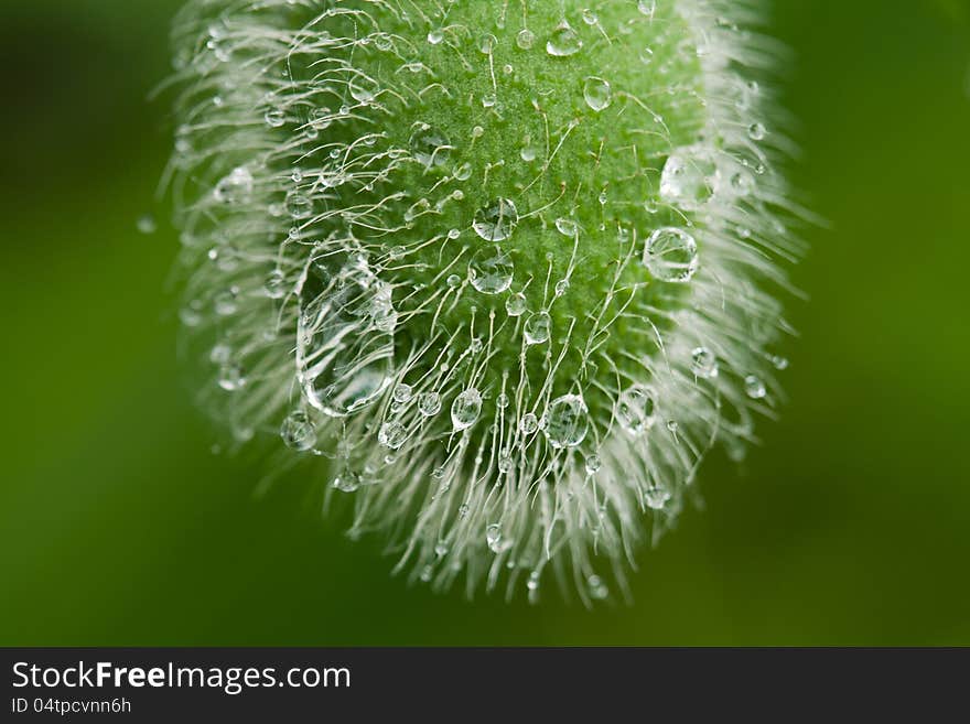 Closeup of droplets on a bud of a poppy. Closeup of droplets on a bud of a poppy.