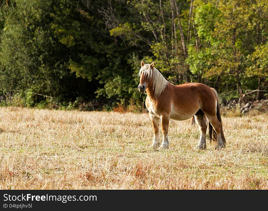 Beautiful brown horse interest for the photograph