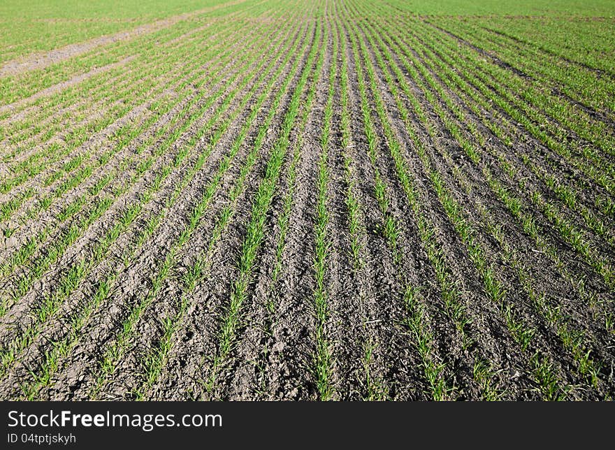 Young Crops Texture