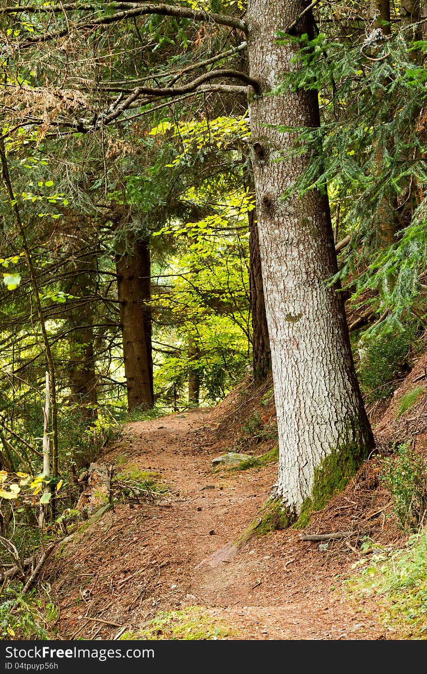 Nice little walk to mountain forest