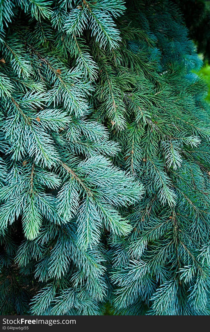 Blue Spruce detail