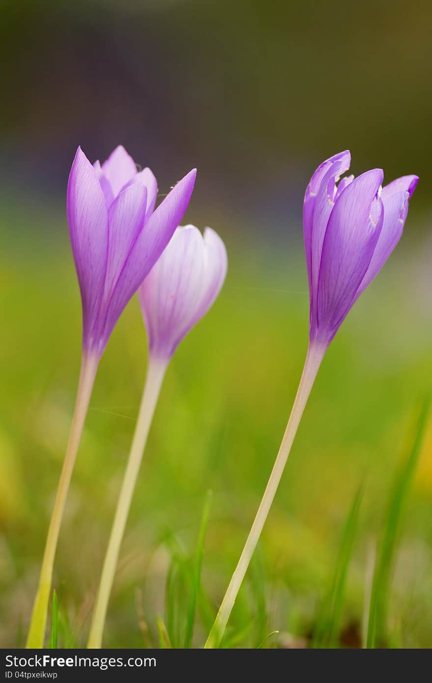 Nice dewy flower in the autumn (Colchicum autumnale)