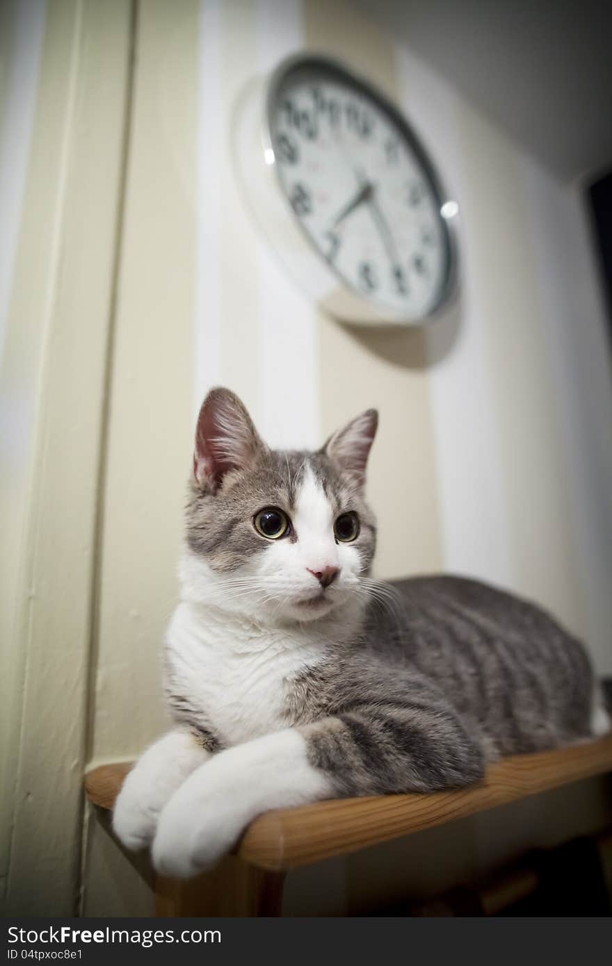 My cat lying down under the clock - watching. Very shallow depth of field. The focus is on the left eye. My cat lying down under the clock - watching. Very shallow depth of field. The focus is on the left eye.