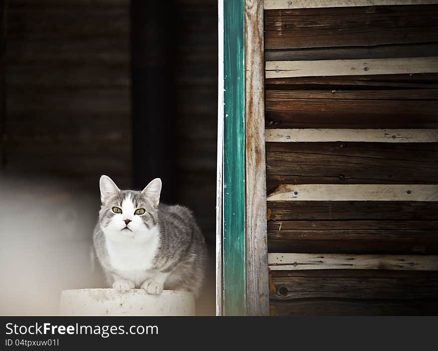 Cat Guarding the country house !