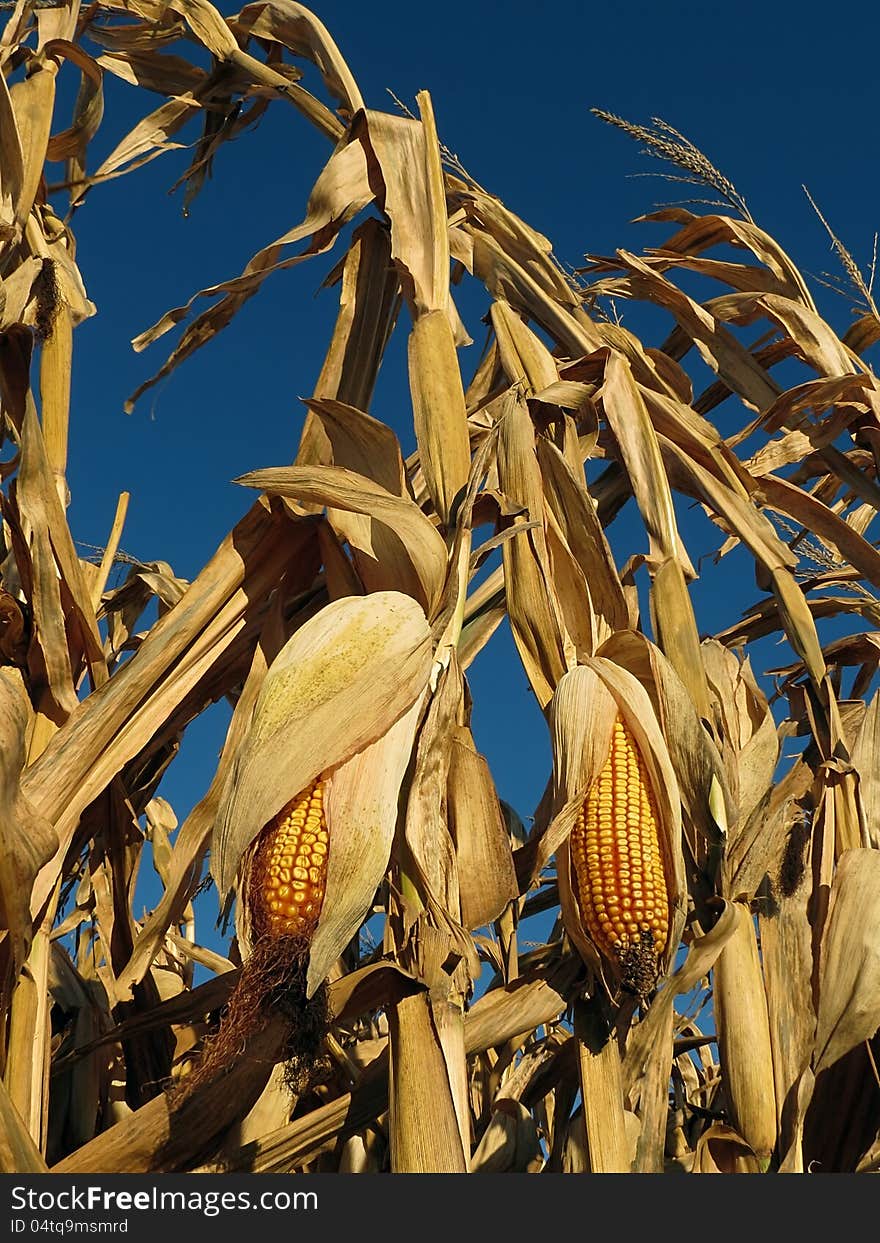 Mature field corn plants ready for harvest