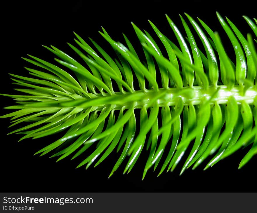 Huperzia Squarrosa, Macro Scene