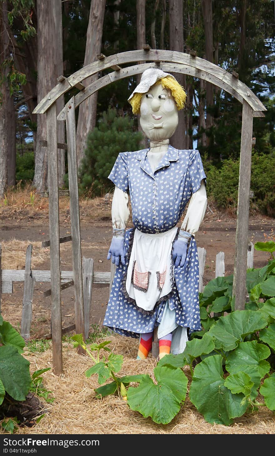 Scarecrow-woman and pumpkin plant