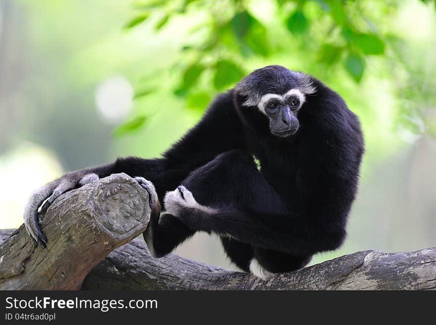 White handed gibbon in a zoo. White handed gibbon in a zoo