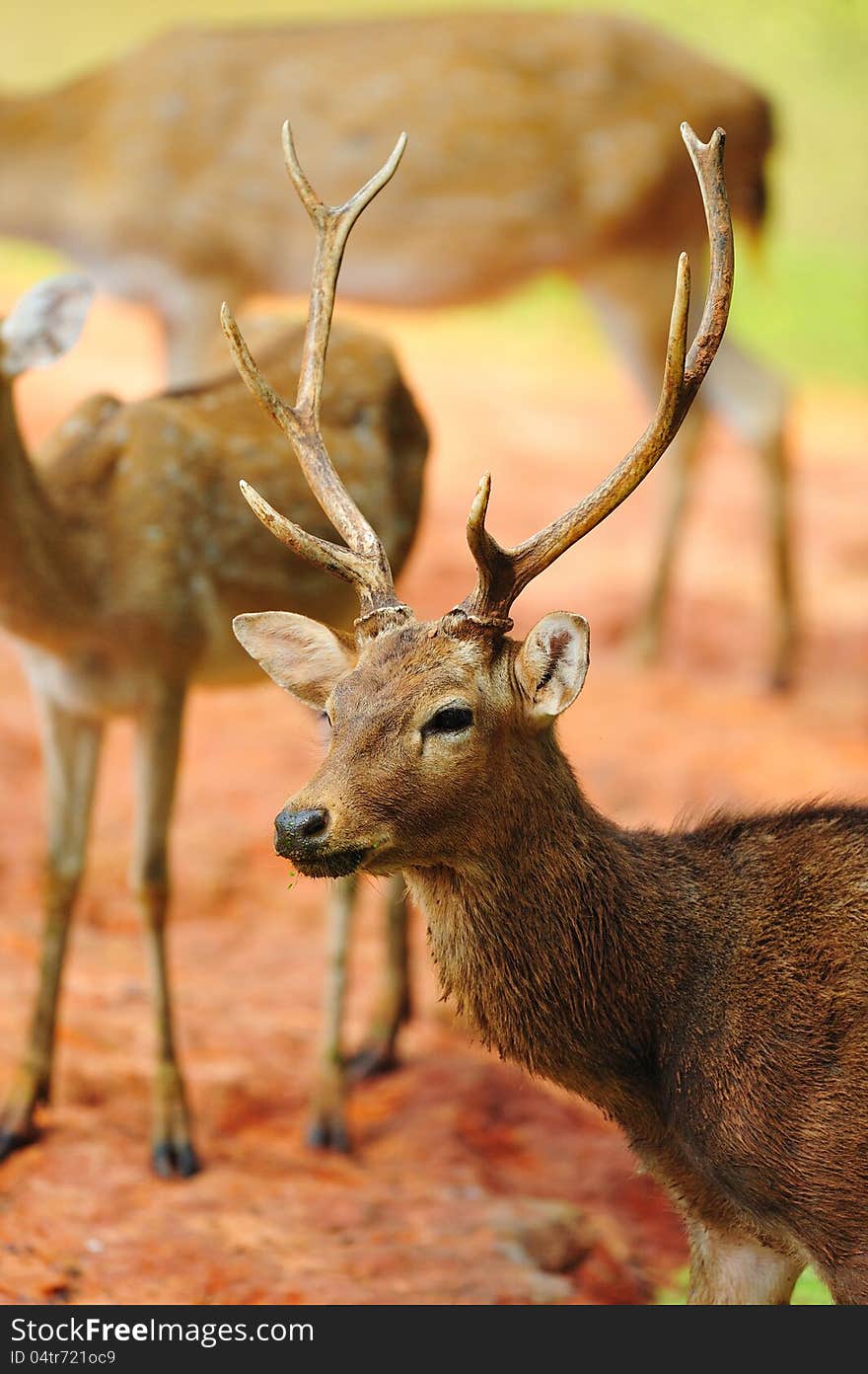 Close up of a Beautiful Deer