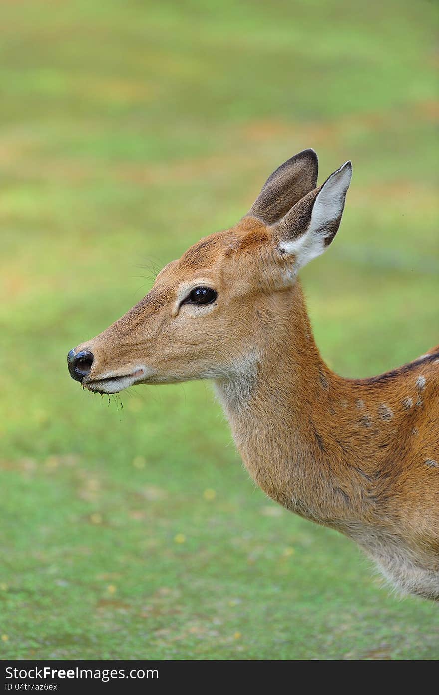 Close up of a Beautiful Deer