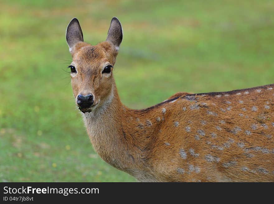 Close up of a Beautiful Deer