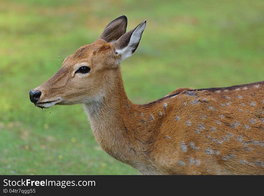 Close up of a Beautiful Deer