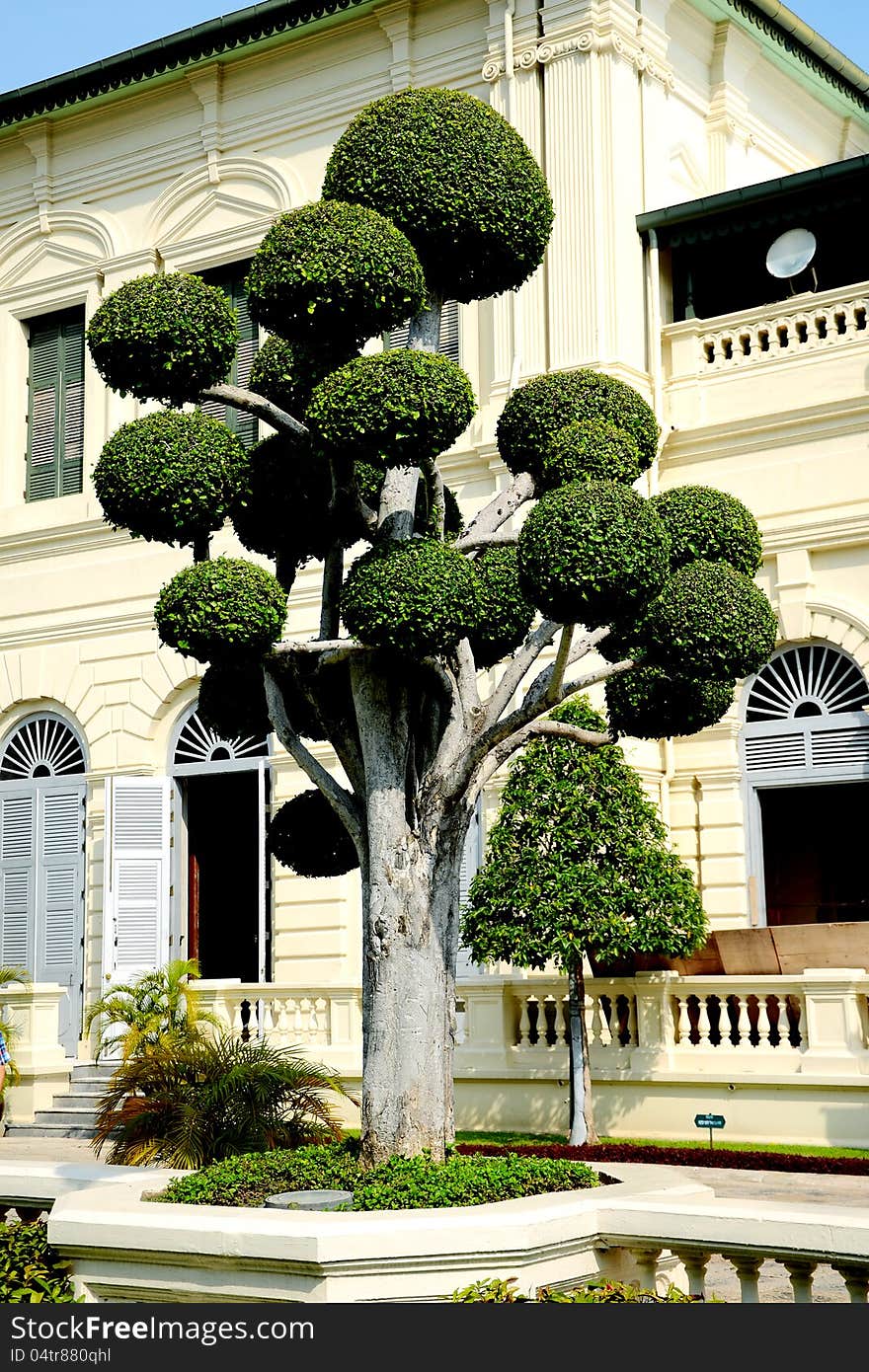 Decorated tree.