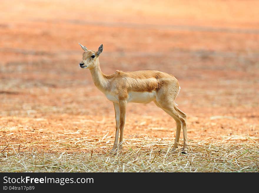 Indian Black Buck Antelope (Antelope cervicapra L.). Indian Black Buck Antelope (Antelope cervicapra L.)