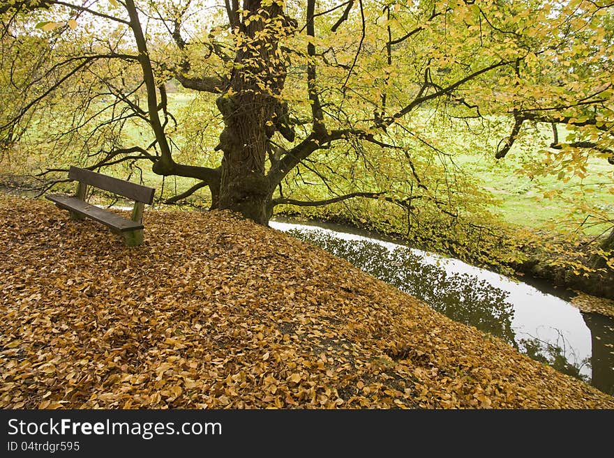 Tree with yellow leaves in the creek with a bench. Tree with yellow leaves in the creek with a bench