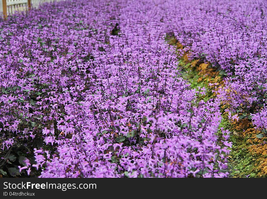 Lavander field