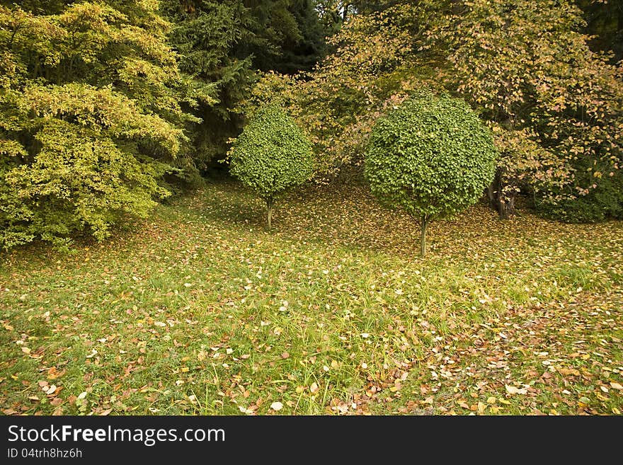 Two green trees spliced ​​into a ball. Two green trees spliced ​​into a ball