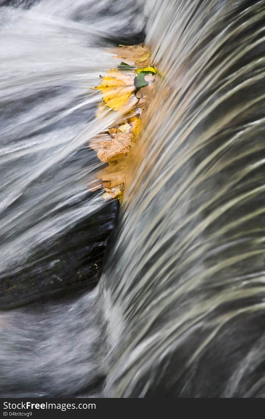 Yellow leaves fallen below the weir, water swell of autumn leaves. Yellow leaves fallen below the weir, water swell of autumn leaves