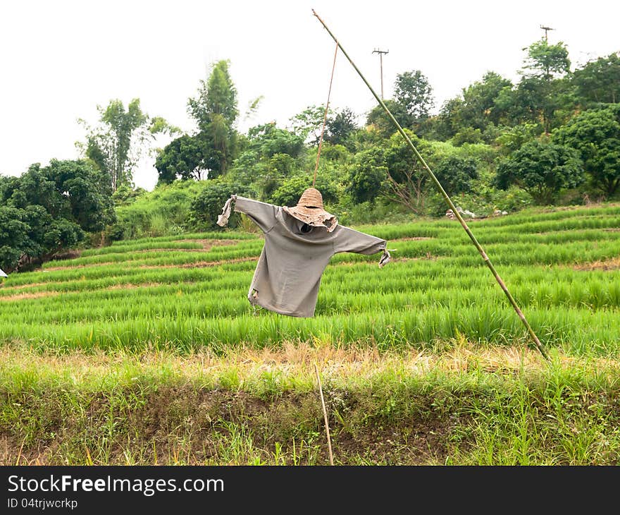 Photo of scarecrow in rice field