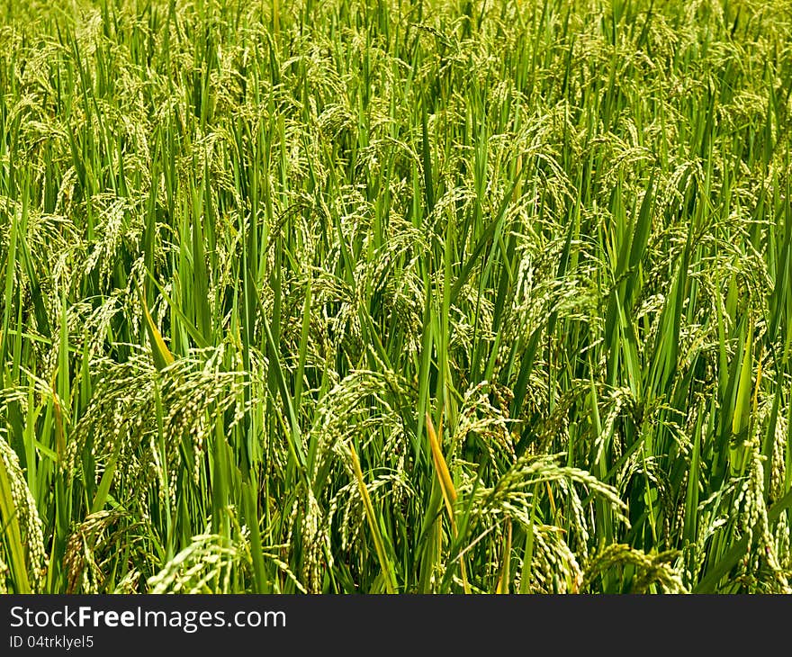 Traditional Thai style rice growth