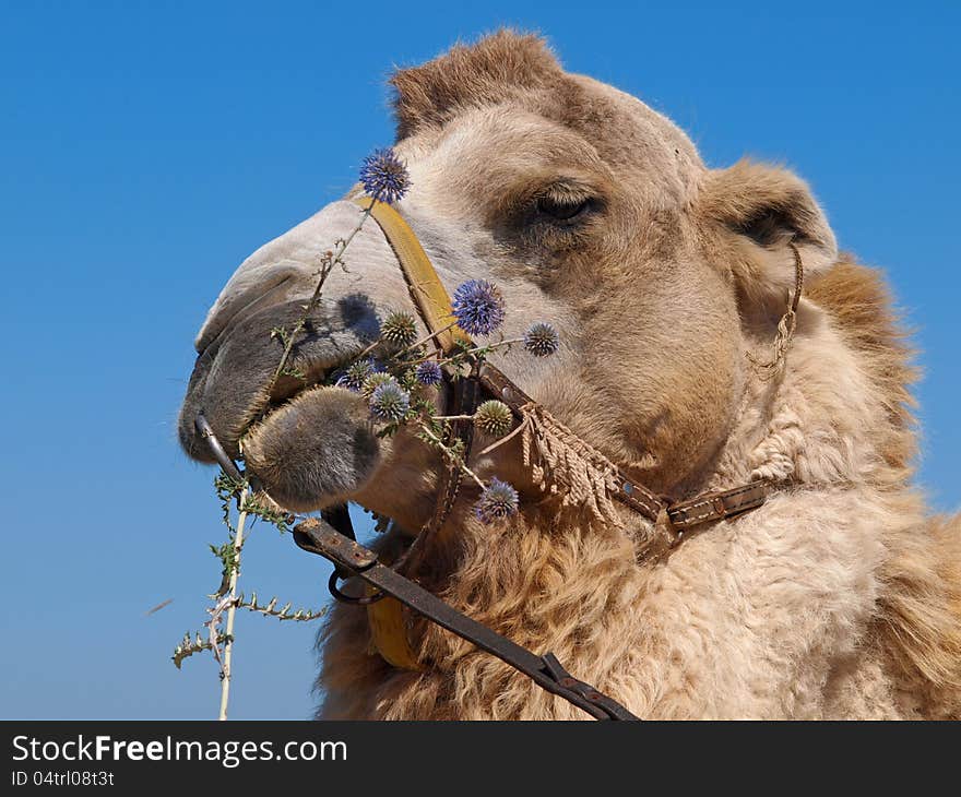 Camel Thorns To Eat