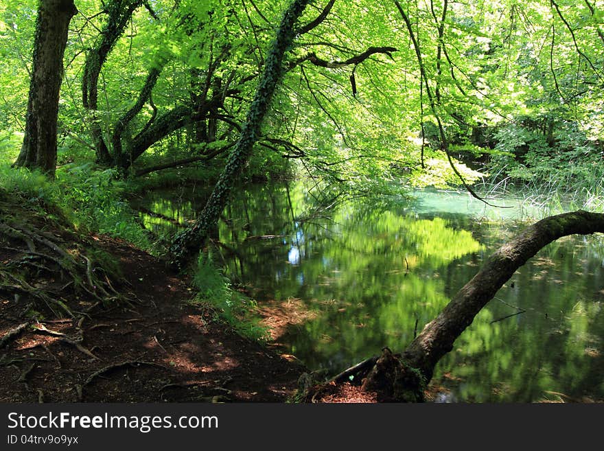 Trees In Plitvice National Park Croatia