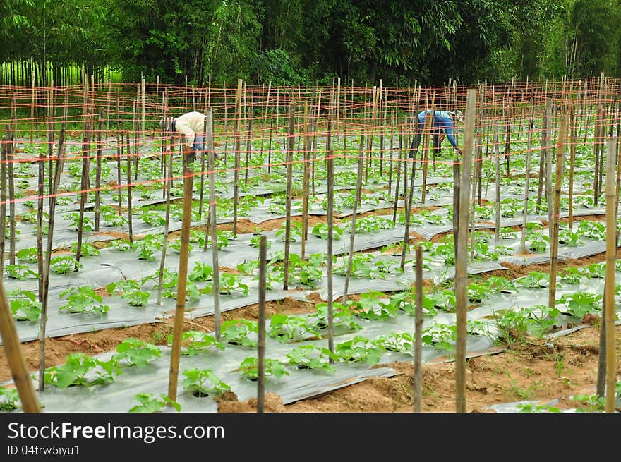 Agriculture