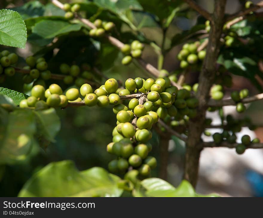 Coffee beans