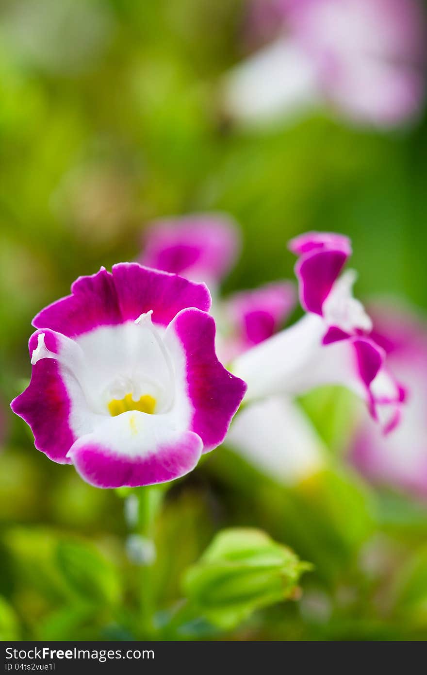 Wishbone flower