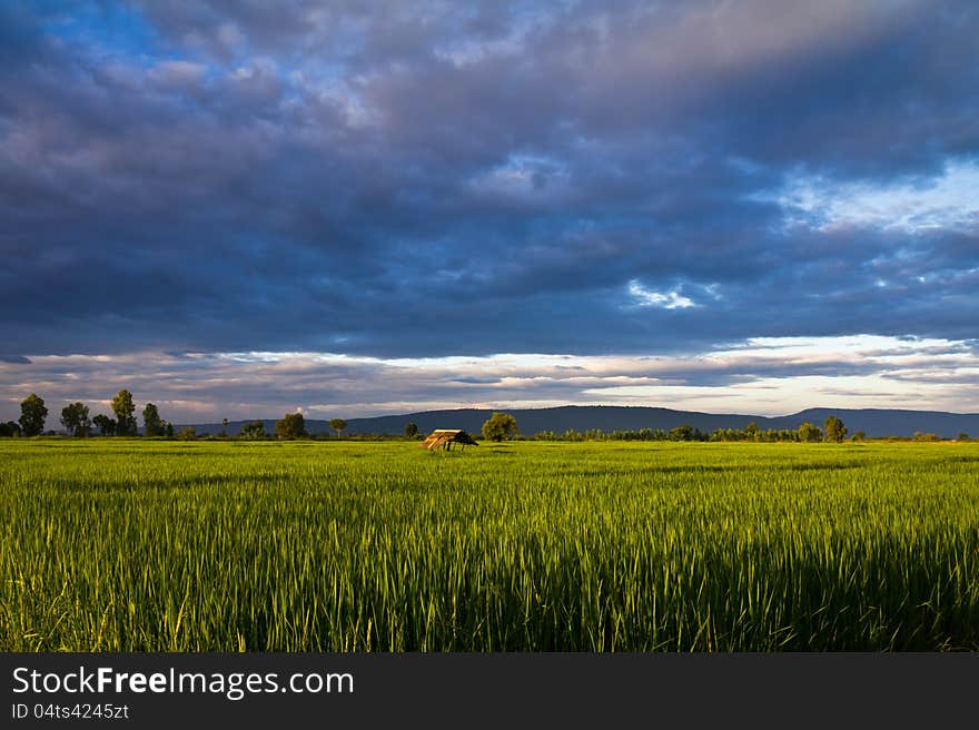 Paddy season