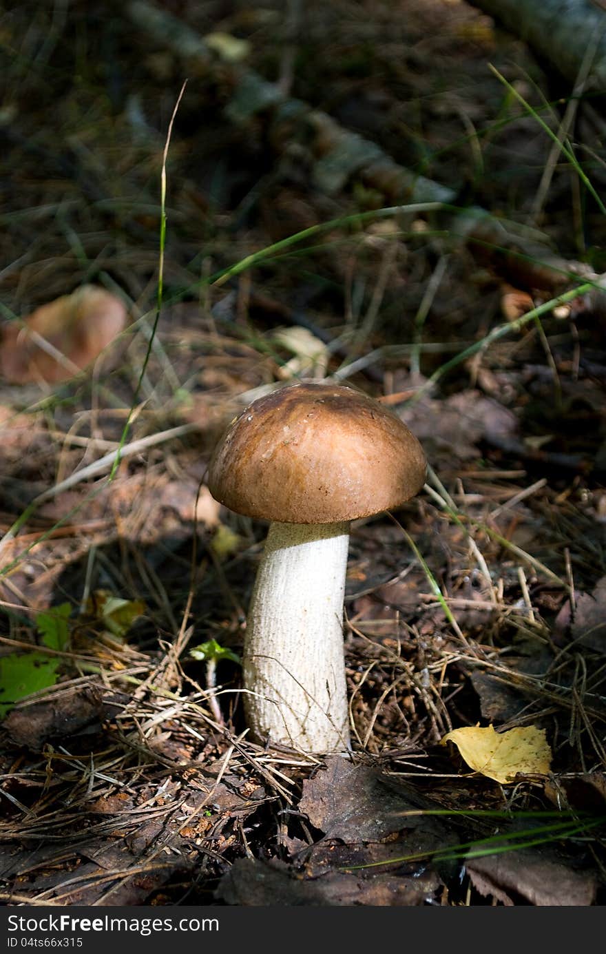 Mushroom