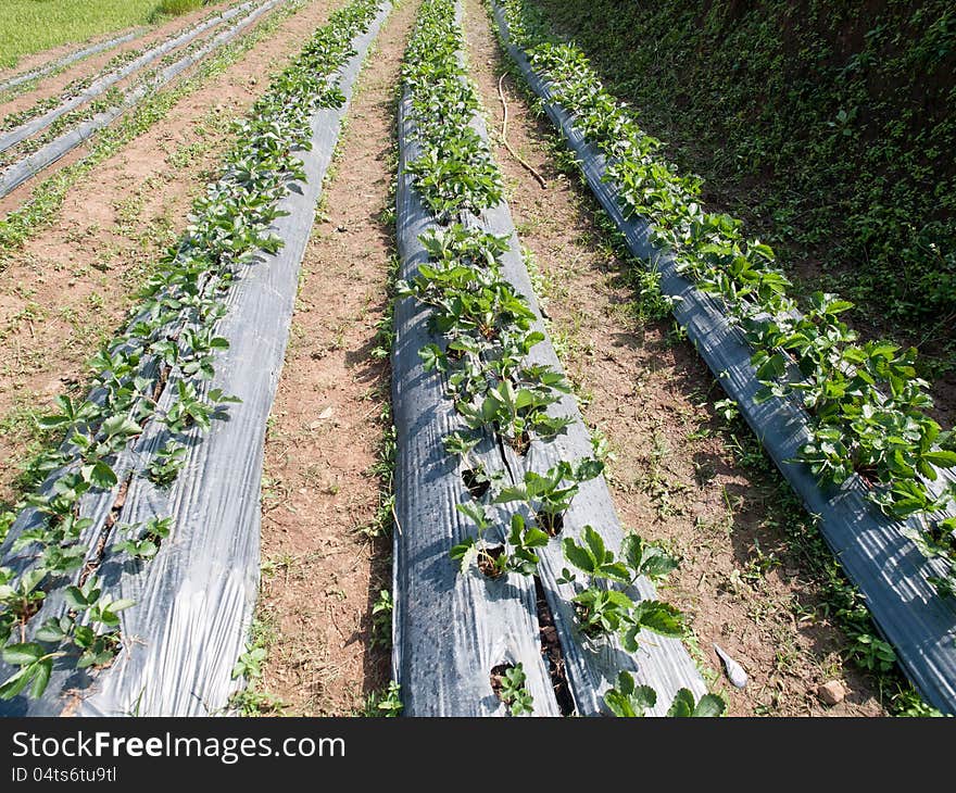 Strawberry Plants