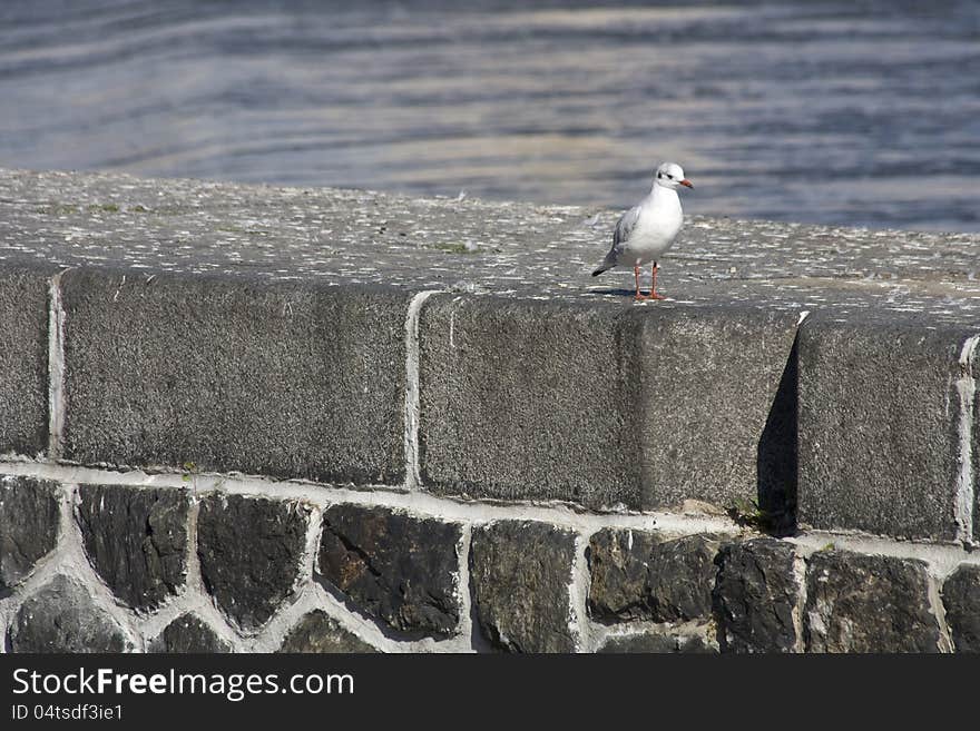 Seagull