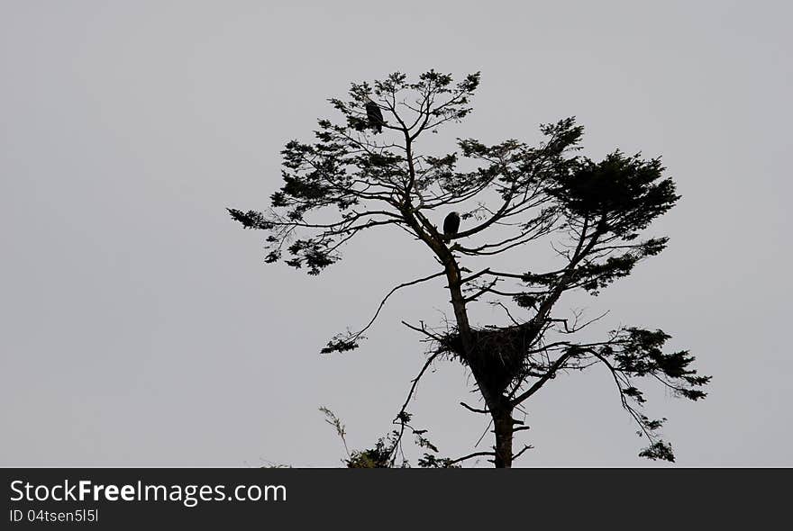 Eagles on guard